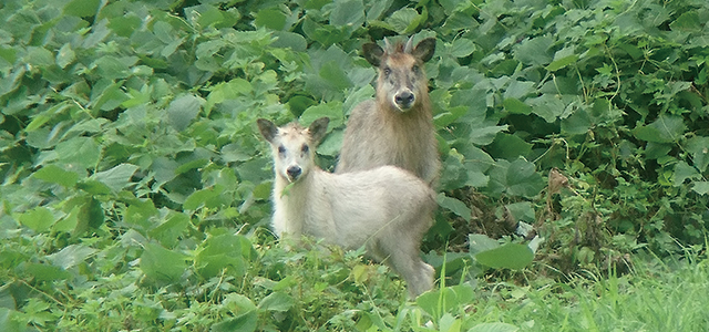 ニホンカモシカの写真